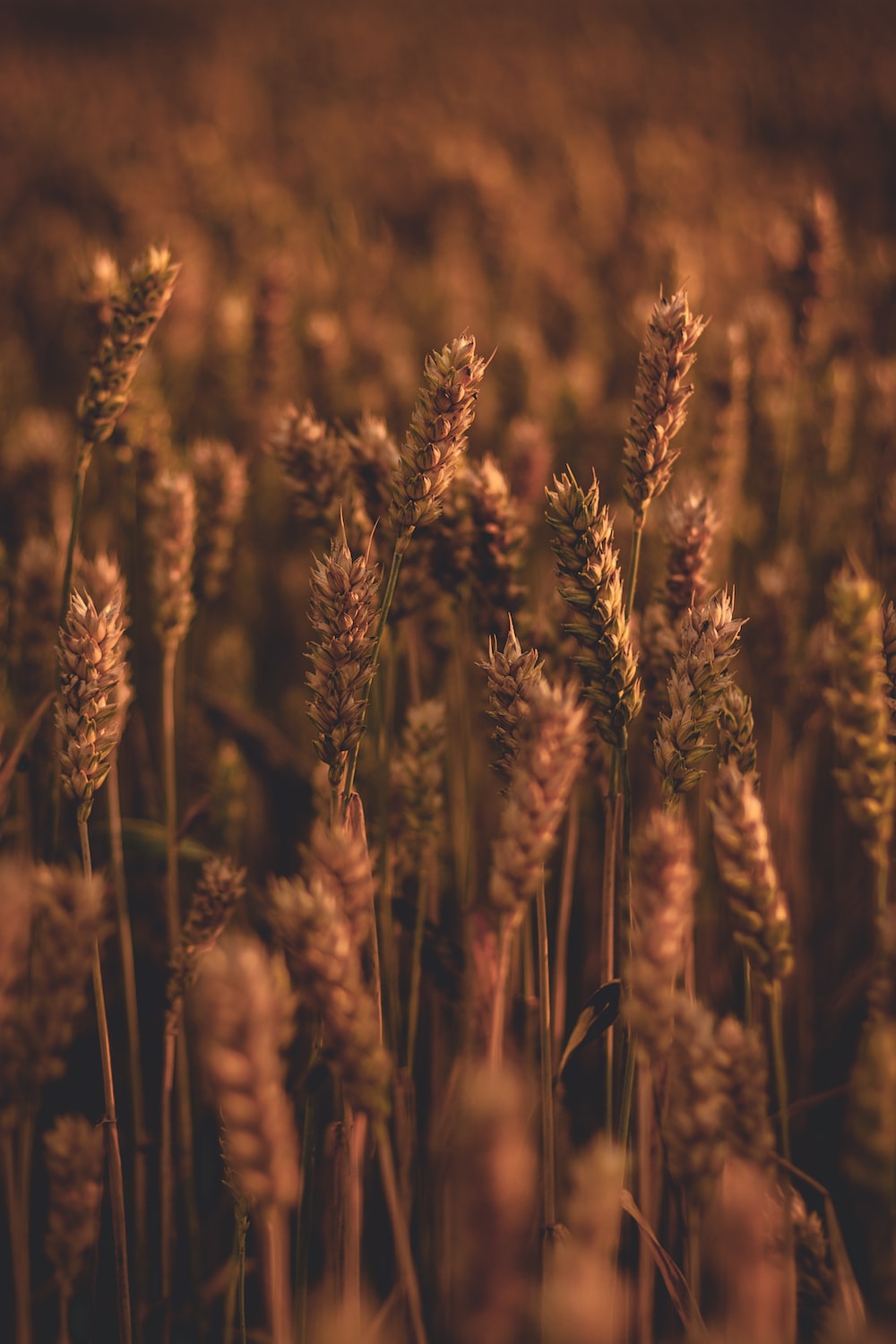 a field of wheat