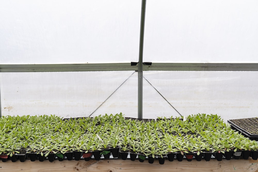 a row of plants in a greenhouse
