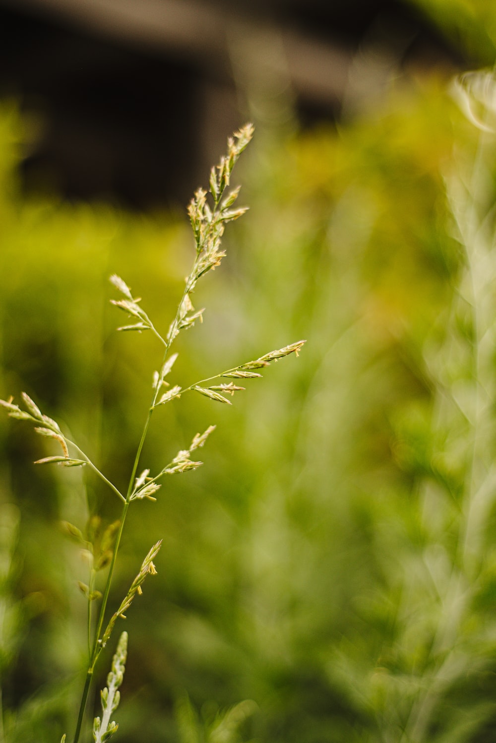 green wheat in close up photography