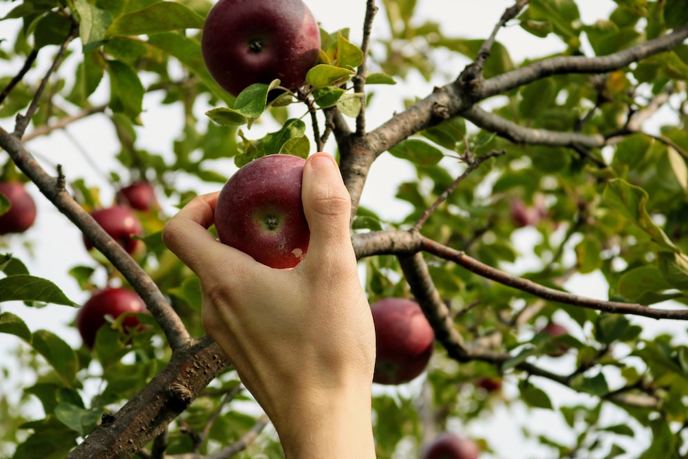  Experience the Joy of Apple Picking this Fall Season!