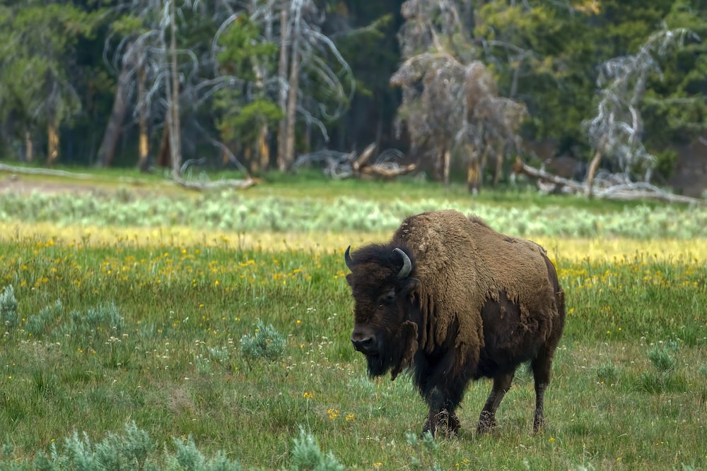  Explore the Incredible Wildlife of Yellowstone National Park