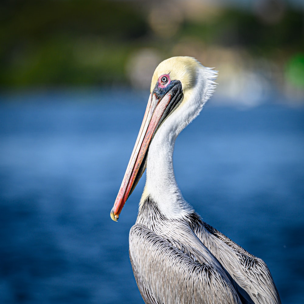 a pelican is standing on the edge of the water