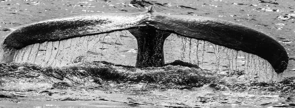 grayscale photo of whale's tail