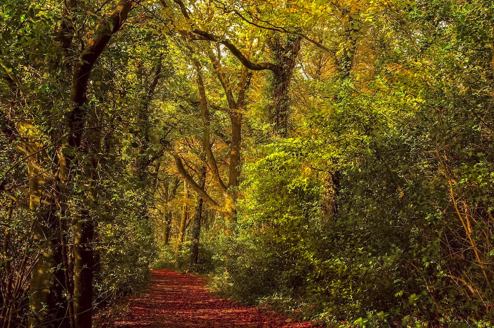 green trees during daytime