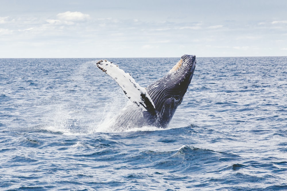 photography of whale