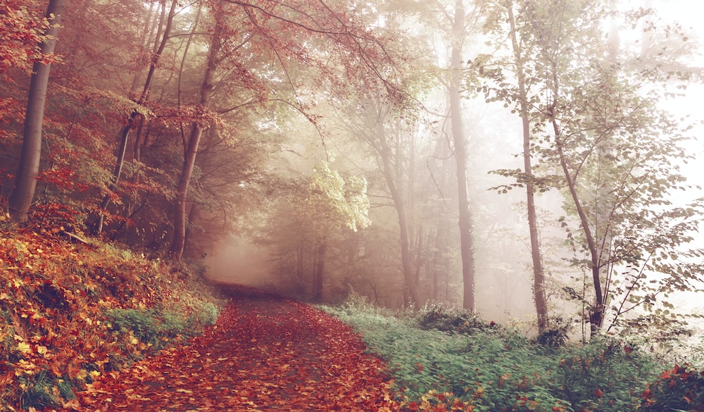 photo of muddy road in forest