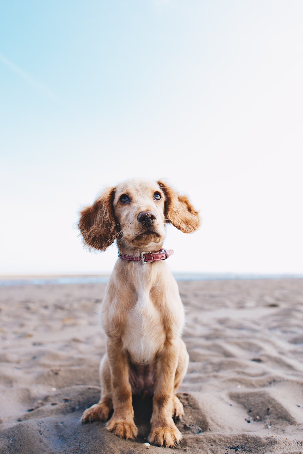 

Feed pup