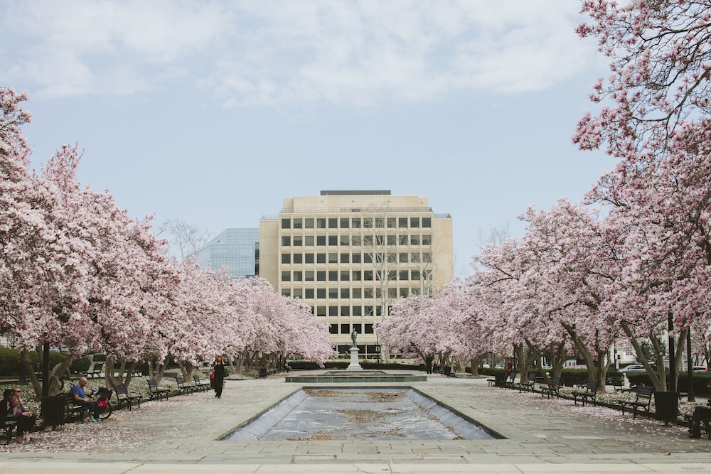 body of water between cherry blossoms