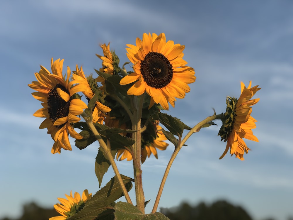 closeup photo of yellow sunflowers