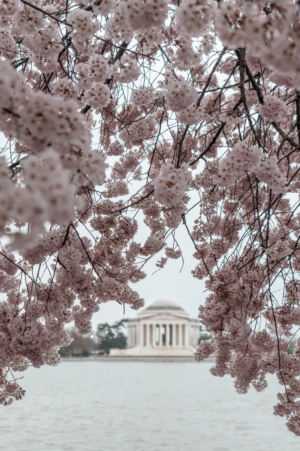 pink cherry flowers during daytime