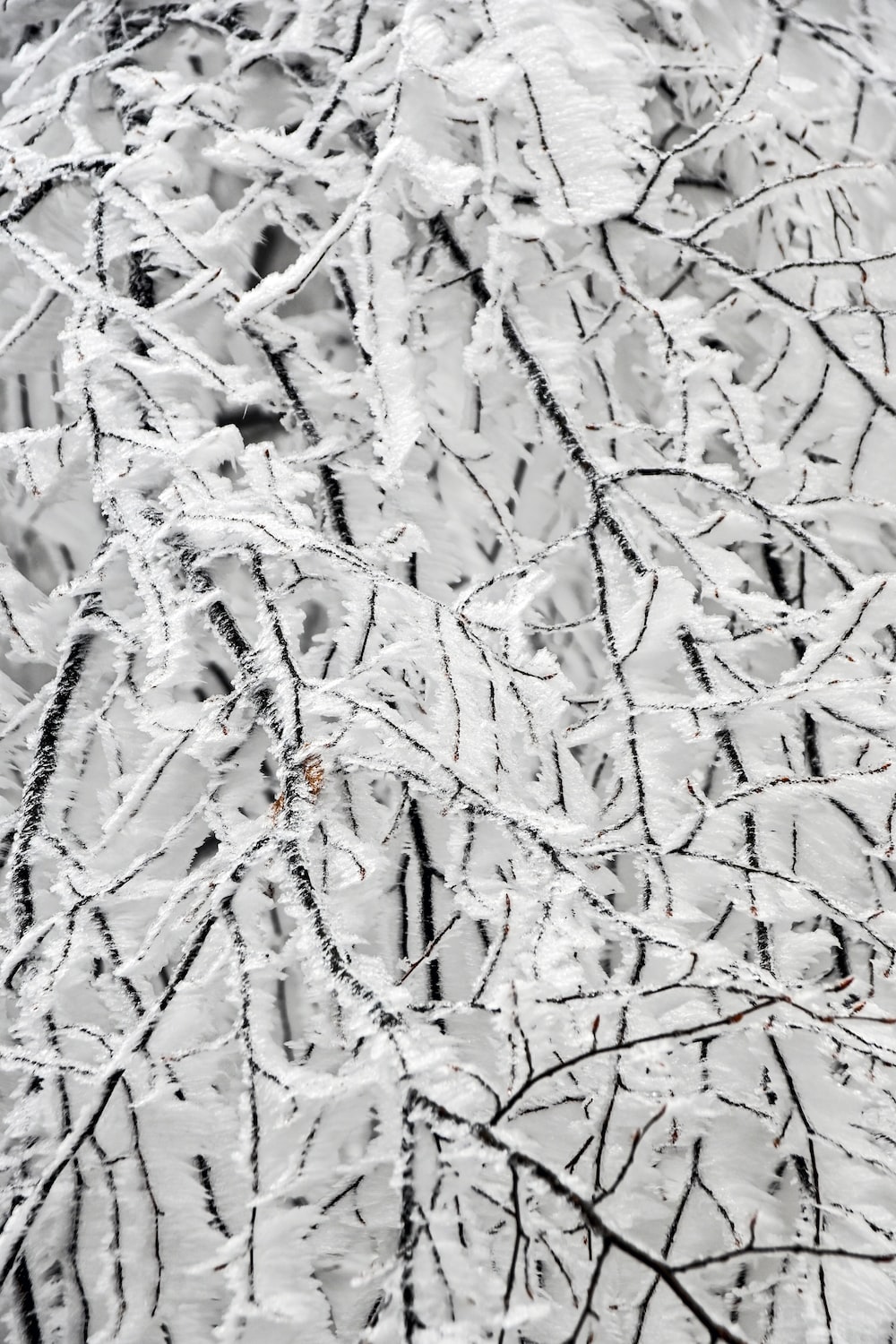 snow covered tree during daytime