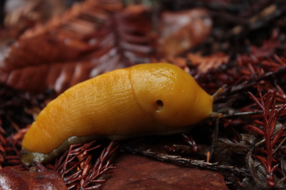 yellow fruit on brown dried leaves